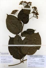 Image result for Clerodendrum umbellatum
