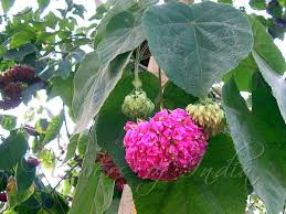 Image result for Dombeya