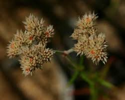 Image result for Polycarpaea corymbosa