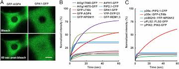 It is important for the uptake of substances needed by cells, and also the removal of waste products. Cell Wall Constrains Lateral Diffusion Of Plant Plasma Membrane Proteins Pnas