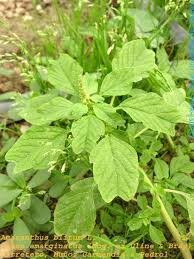 Image result for Amaranthus blitum