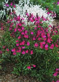 Petunias are very compact and uniform. Salvia Greggii Wildthing Panayoti Kelaidis Plant Select