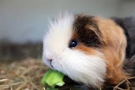 North East Guinea Pig Rescue Is Looking To Rehome These Cute Critters Chronicle Live