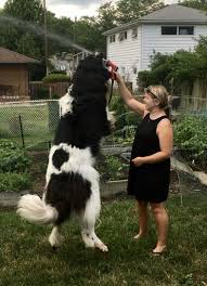 Great pyrenees livestock guardian dog ? Mac Our Newfoundland Great Pyrenees Mix Playing With The Hose Fluffy Animals Great Pyrenees Newfoundland