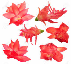 August 22, 2019 by easydrawingart. Oil Draw Red Cactus Flower Perspective Paint Fresh Delicate Stock Photo Picture And Royalty Free Image Image 59745257