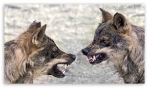 Wallpapers Lobos Posted By Michelle Johnson New and best 97,000 of desktop wallpapers, hd backgrounds for pc & mac, laptop, tablet, mobile phone. wallpapers lobos posted by michelle johnson