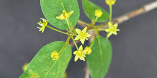 Image result for Monopsis zeyheri