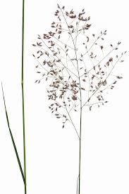Image result for Eragrostis inamoena