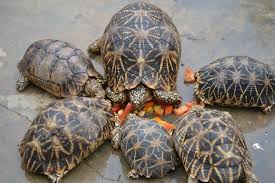 Adversity, smuggling endanger 'Indian Star Tortoise' in Nallamala