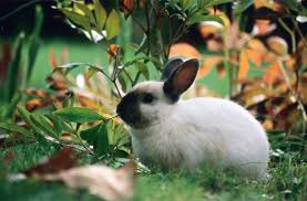 Le Lapin Au Jardin Quelles Precautions Prendre