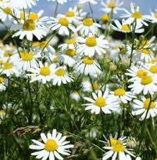 Selain itu, teh chamomile juga mengandung antioksidan yang disinyalir berperan mengurangi risiko beberapa penyakit berat, seperti jantung dan kanker. 11 Manfaat Bunga Chamomile Untuk Kesehatan