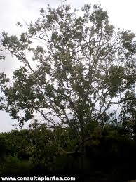 Image result for Eucalyptus torelliana