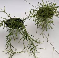 Image result for Nesaea linearis