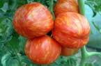 Bei uns dreht sich alles um die tomaten. Gartnerei Blutenmeer Tomatenpflanzen Tomatensorten Historische Tomatensorten Willkommen