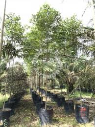 We show you how to germinate rainbow eucalyptus deglupta seeds and then show you the rainbow tree seedlings as they start to sprout. Eucalyptus Deglupta Garden Items For Sale In Old Klang Road Kuala Lumpur Mudah My