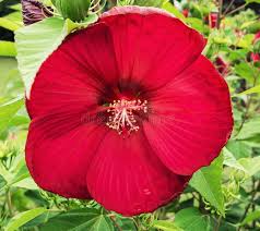 Image result for Malvaceae subfamily Malvoideae