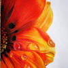 Dahlia flower as drawing in black and white. 1
