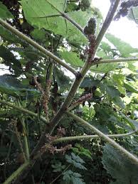 Image result for Girardinia bullosa