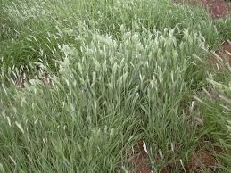 Image result for Panicum pilgeri