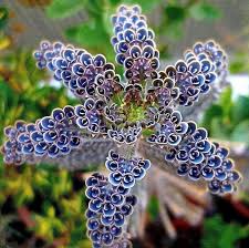 Image result for Bryophyllum tubiflorum