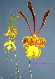 Image result for Ipomoea papilio