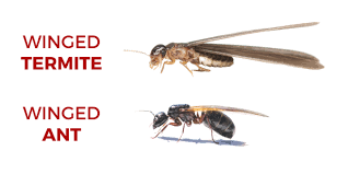 Easy ways to tell the difference. Winged Termites Or Winged Ants Suburban