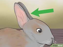 Rabbits use a lot of special postures to signal others, but just because some particular action or pose is a signal in one context doesn't mean that every. 3 Ways To Read Bunny Ear Signals Wikihow