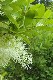 Image result for Chionanthus foveolatus