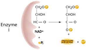 The reverse reaction combines adp + p i to regenerate atp from adp. Atp And Biological Energy
