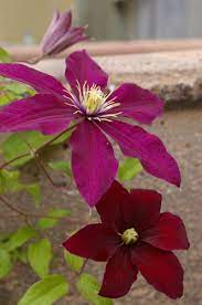 Check spelling or type a new query. Great Plant Picks Unbeatable Plants For The Maritime Northwest Garden