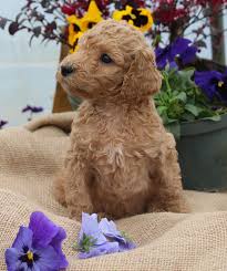 We give each puppy individual attention several times everyday providing them with neurological stimulation exercises. Standard Poodle Aussiedoodle And Goldendodle Puppies By Virginia Coast Poodles In Chesapeake Virginia