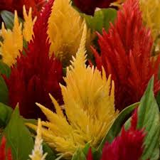 Image result for Celosia elegantissima