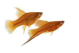 Platy Problems: Dealing With A Bully - Pethelpful