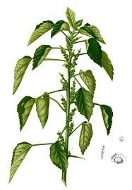 Image result for Acalypha ciliata