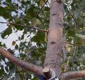 Gunting Dahan Teleskopik Untuk Pokok Tinggi