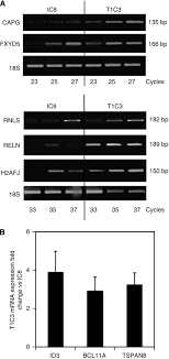 Dubbed a premium cycling machine for beginners, experts, and everyone in between, the ic8 is pretty much the only indoor cycle you will ever need. Reverse Transcription Polymerase Chain Reaction Rt Pcr Analysis Of Download Scientific Diagram