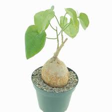 Image result for Pyrenacantha