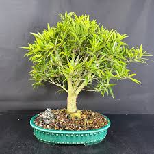 Image result for Brazzeia soyauxii