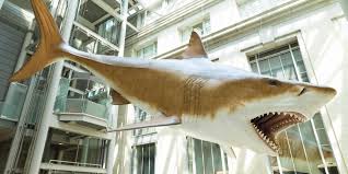 Reports say megaldon grew up to 60 feet long, so in this case, and you and i know blue whales can grow up to 110 feet. Mega Toothed Shark Smithsonian National Museum Of Natural History