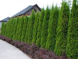 Like the lanky heroes or statuesque heroines of hollywood, tall plants command attention—and can steal the spotlight (or the sunlight, as the case may be) from others around them. Thuja Emerald The Perfect Fast Growing Privacy Hedge Compact Grower To 7 8 Tall Thuja Emerald Thrives In Full Sun To Part Shade Easi Privacy Plants Privacy Landscaping Privacy Hedge