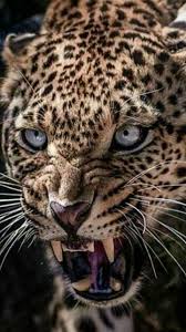 Jaguar Animals Majestic Animals Animals Beautiful