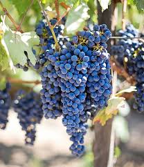 Image result for graft grape vines