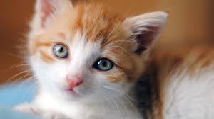 The answer to that depends on how well the cat knows and. Adorable Kitten Cute Cats Hd Wallpapers Free Download 1366x768 Wallpaper Teahub Io