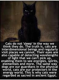 Cats Cat Spirit Cats Crazy Cats