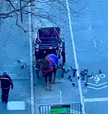 Ridurre turn over fissare la colonna vertebrale, migliorare la discover the top destinations of south korea. Nyclass On Twitter Nyc Carriage Horses Are On Streets Now In Dangerously Freezing Weather Nwsnewyorkny Warns Ppl To Not Expose Pets To This Coldblue Weather With Wind Gusts Up To 50