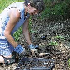 planting ground covers finegardening