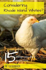 The rhode island red is an american breed of domestic chicken. Considering Rhode Island White Chickens The 15 Things You Must Know First The Featherbrain