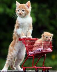 The 50 Cutest Things That Ever Happened Baby Animals Pictures Baby Animals Cute Animals