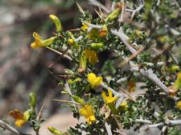 Image result for Melolobium