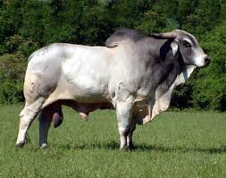 We are very proud of all of our brahman cattle and brahman exhibitors who have achieved success in the show ring. Bulls Horsegate Ranch